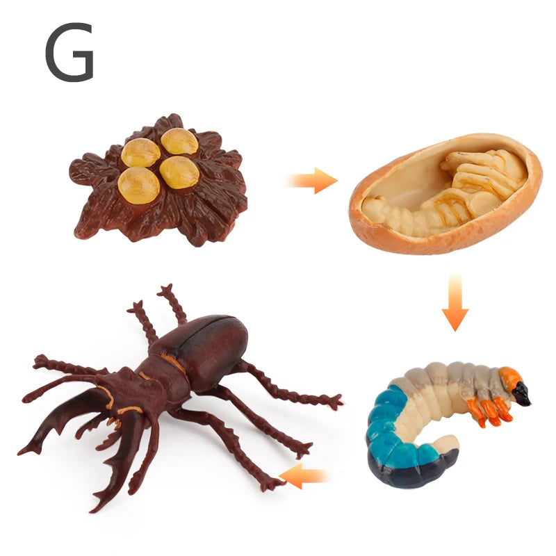 Simulation Life Cycle Animals Educational Toy