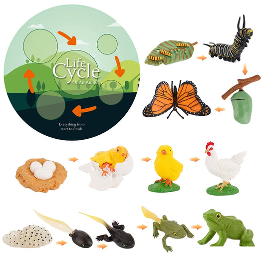 Simulation Life Cycle Animals Educational Toy