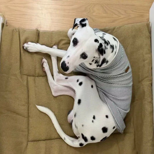 Extra Large Linen Pet Bed Mat for Dogs & Cats