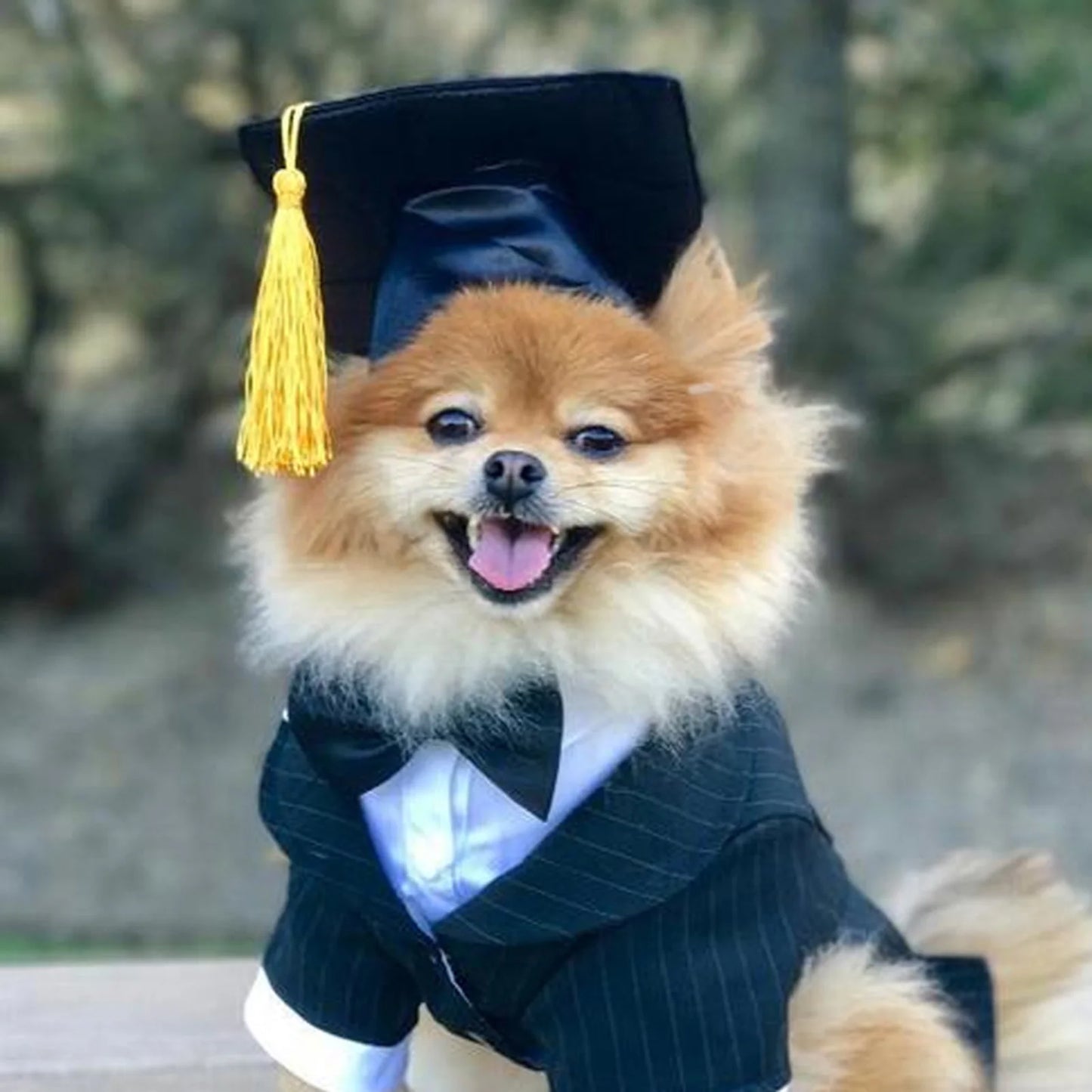 Pet Graduation Cap with Tassel