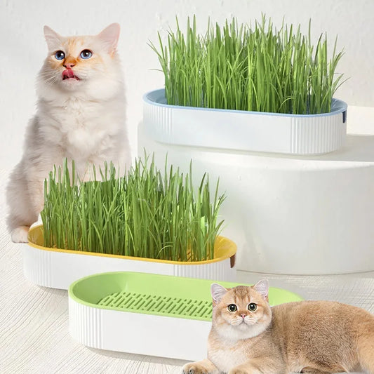 Hydroponic Cat Grass Growing Kit
