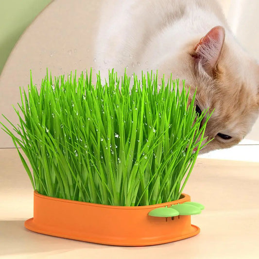 Carrot Cat Grass Growing Planter