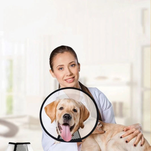 Transparent Pet Recovery Collar