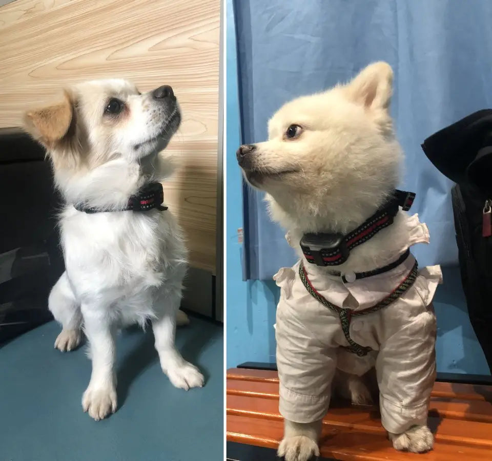 Humane No-Shock Anti-Bark Training Collar for Dogs