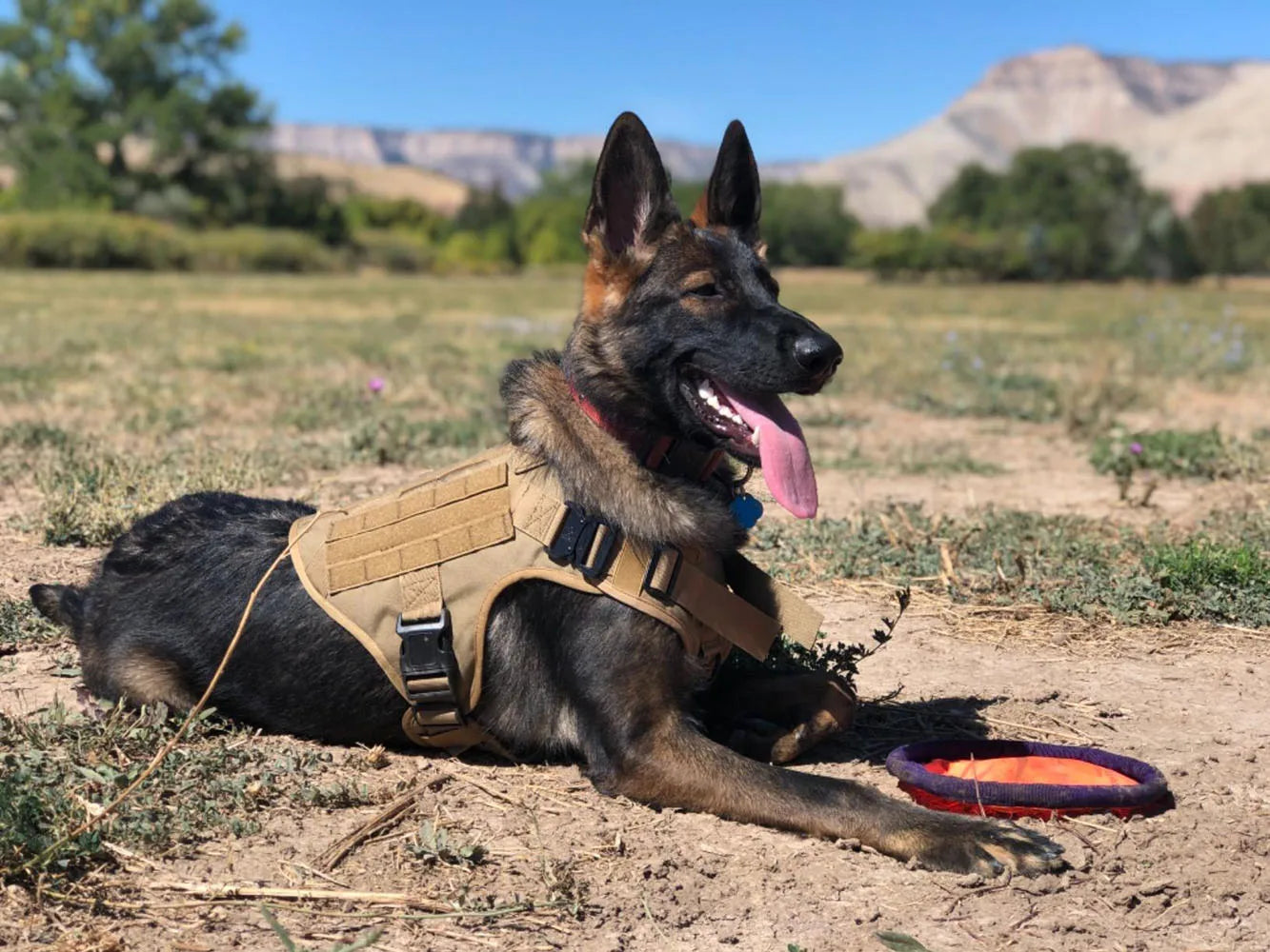 Tactical Dog Training Harness