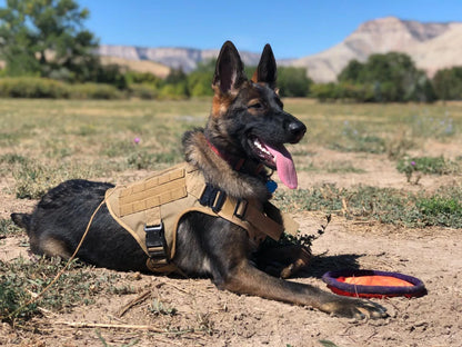 Tactical Dog Training Harness