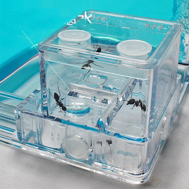 Acrylic Ant Farm Habitat with Nutrient Gel