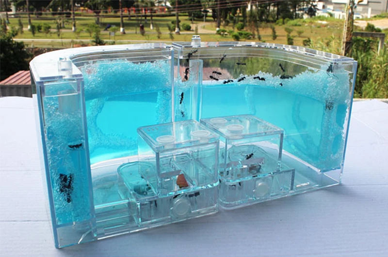 Acrylic Ant Farm Habitat with Nutrient Gel