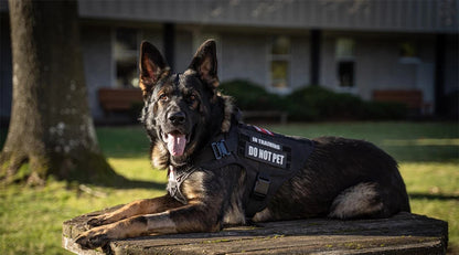 Tactical Dog Training Harness
