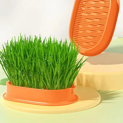 Carrot Cat Grass Growing Planter