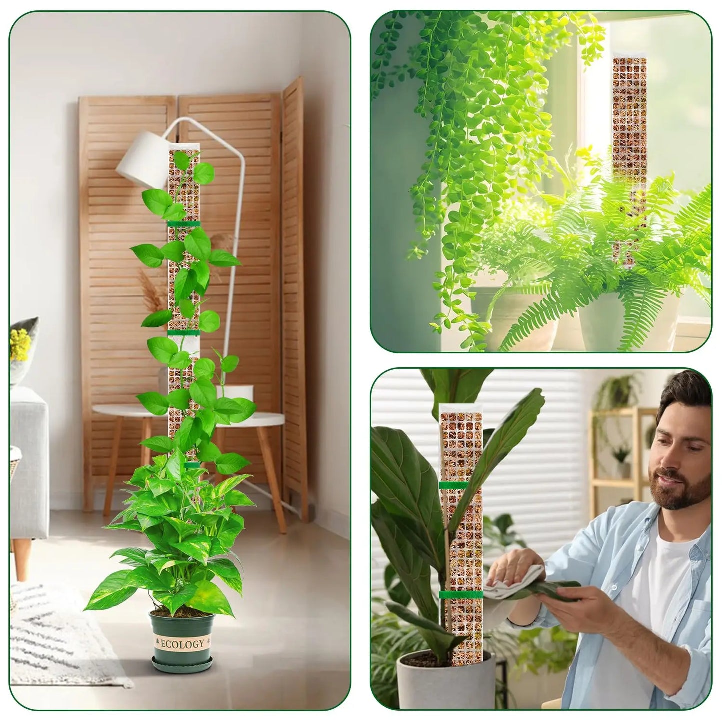 Transparent Plant Moss Pole Support
