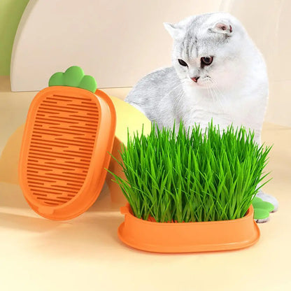 Carrot Cat Grass Growing Planter