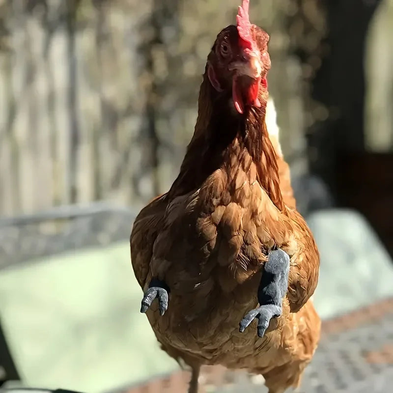 Chicken Arms Costume for Poultry