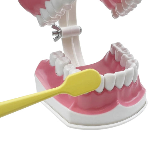 Practical Household Accessory – Dental Brushing Education