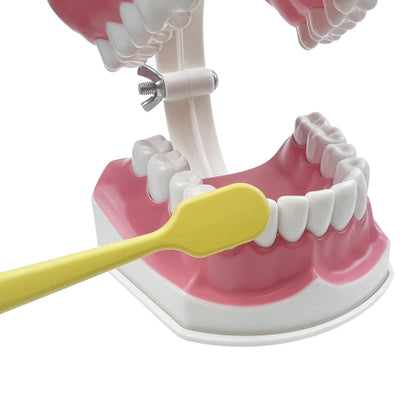 Practical Household Accessory – Dental Brushing Education