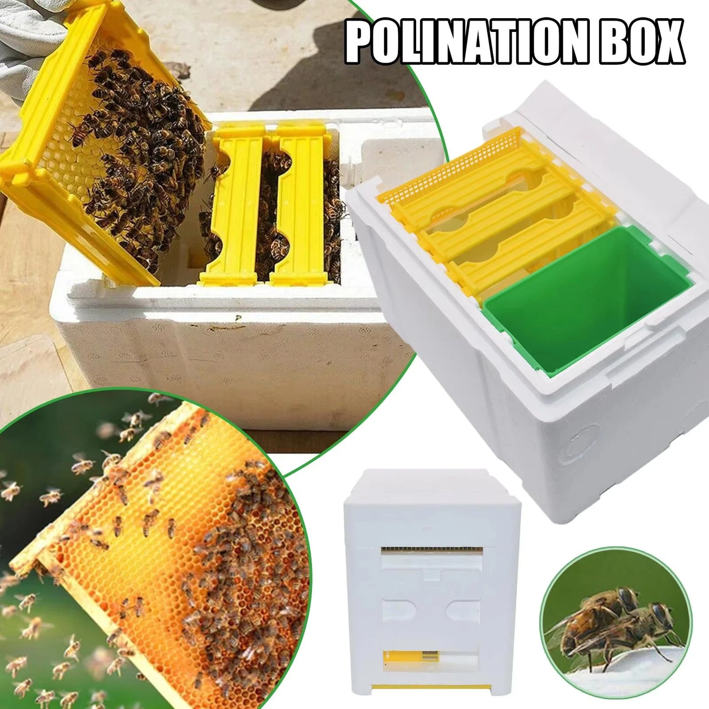 Queen Bee Breeding & Mating Hive Box