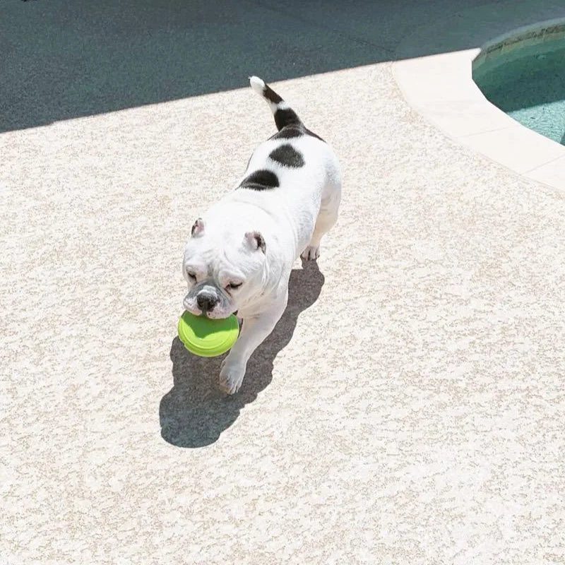 Interactive Squeaking Treat Dispensing Dog Disc