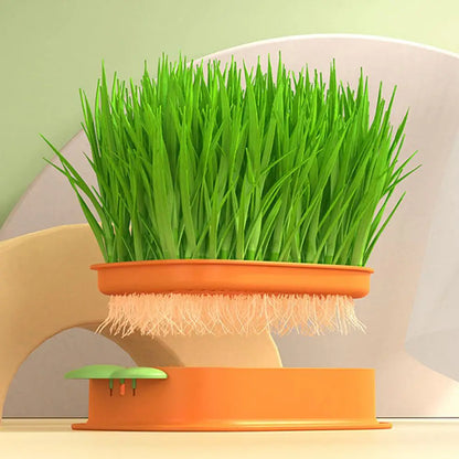 Carrot Cat Grass Growing Planter