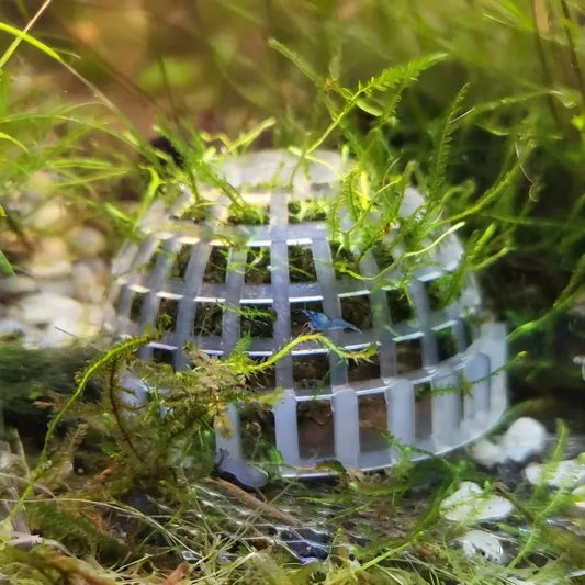 Aquarium Moss Dome Plant Holder