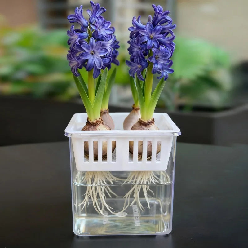 Clear Hydroponic Tulip Growing Kit with 4-Bulb Basket