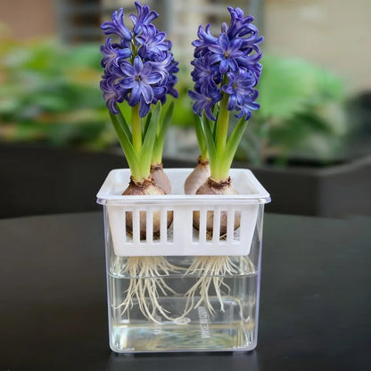 Clear Hydroponic Tulip Growing Kit with 4-Bulb Basket