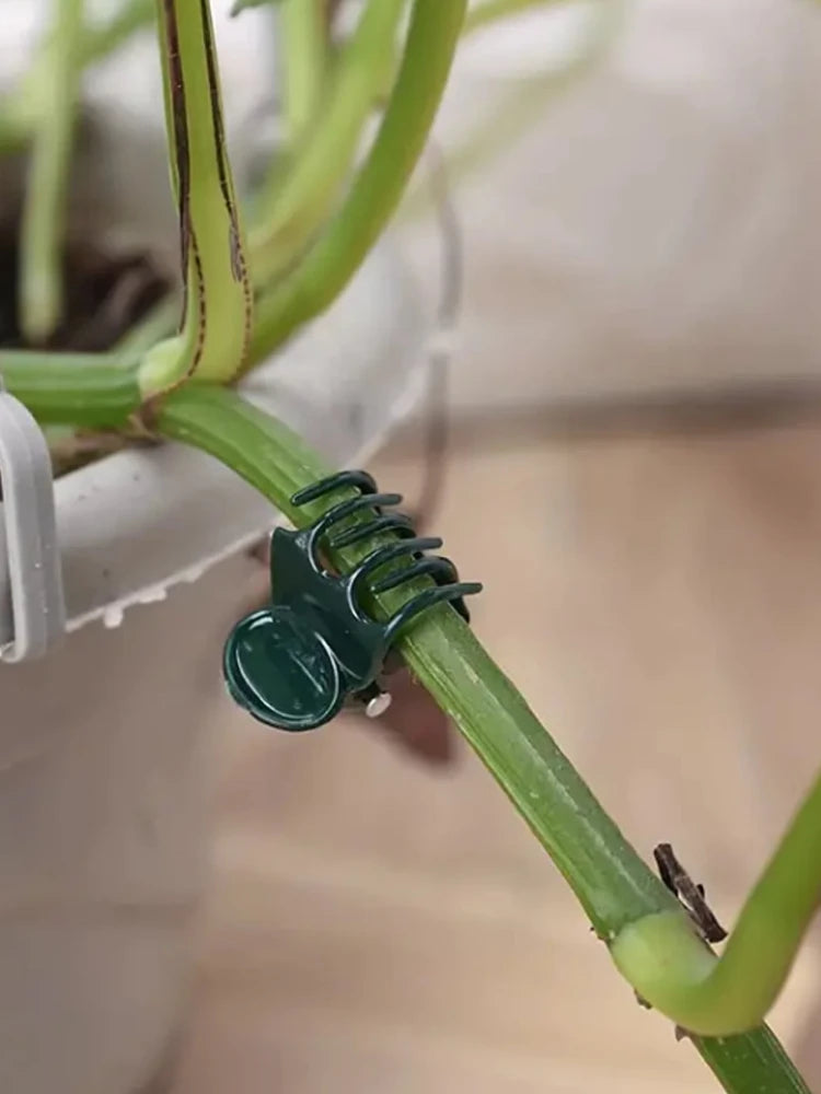 Plant Support Clips for Orchids & Vines