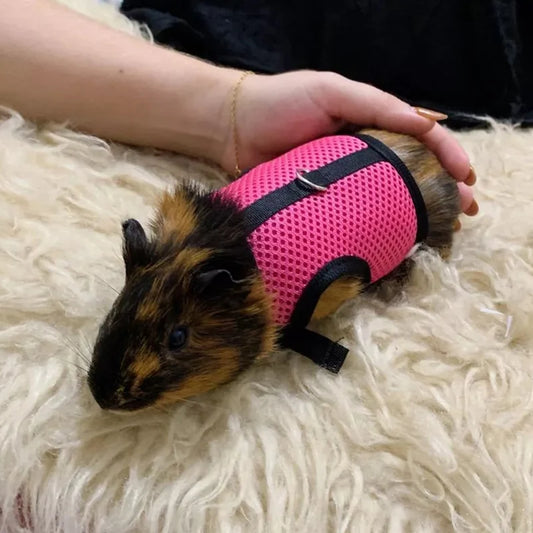 Breathable Small Pet Harness & Leash Set