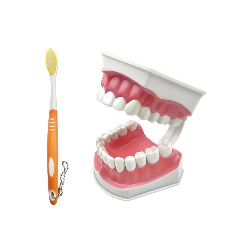Practical Household Accessory – Dental Brushing Education