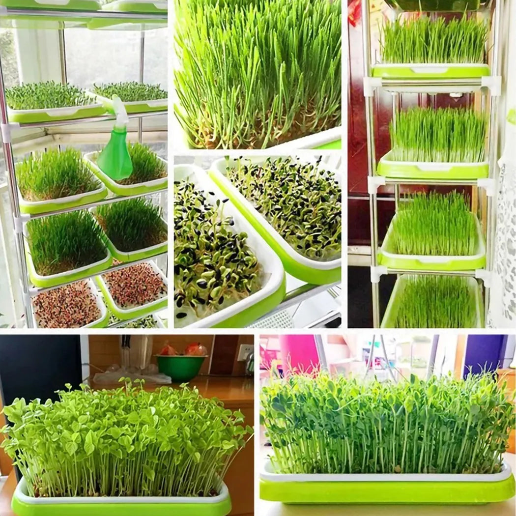 Microgreens Sprouting Tray