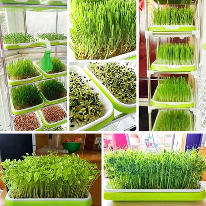 Microgreens Sprouting Tray