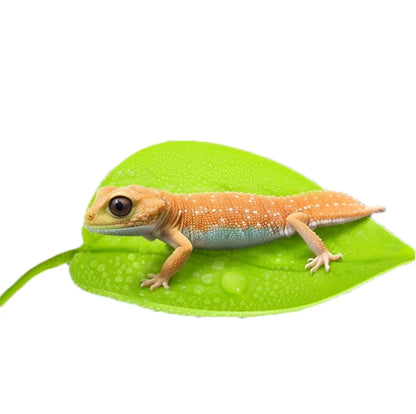 Reptile Leaf Hammock with Suction Cups