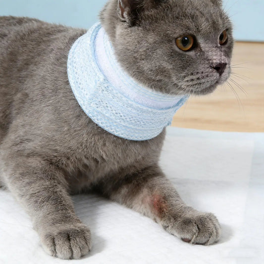 Cat Neck Recovery Brace Collar