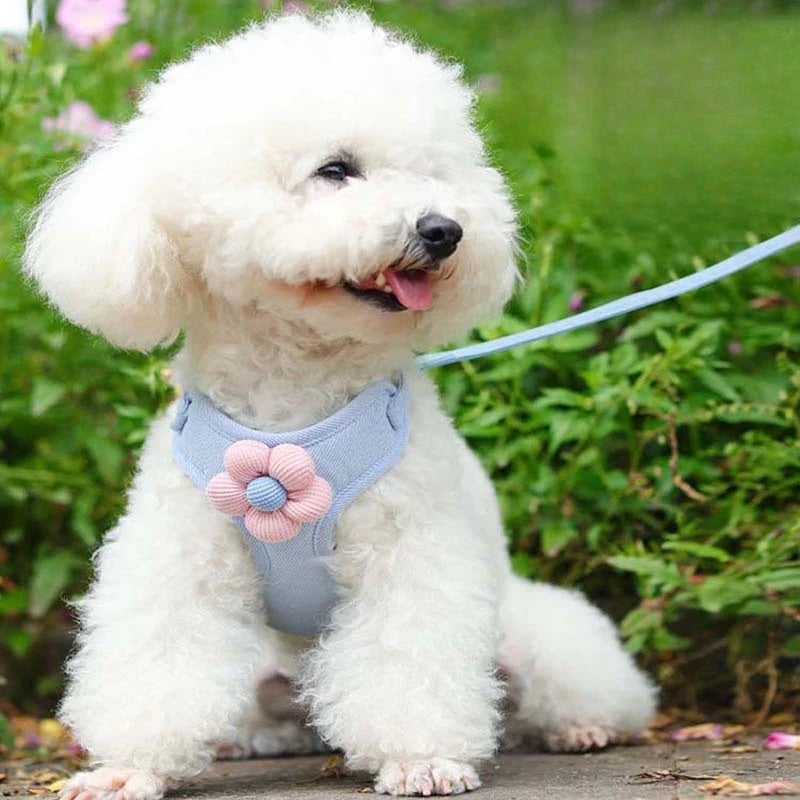 Adjustable Dog Harness with 1.5m Leash Set