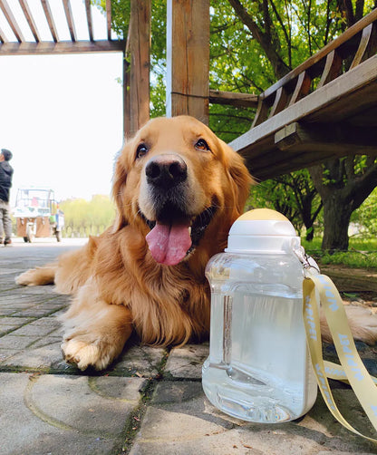 2-in-1 Portable Dog Water Bottle & Food Container