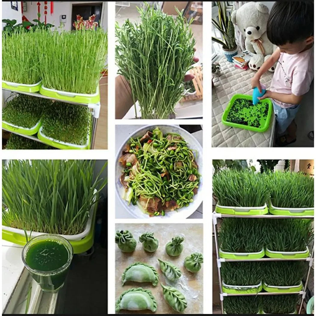 Microgreens Sprouting Tray