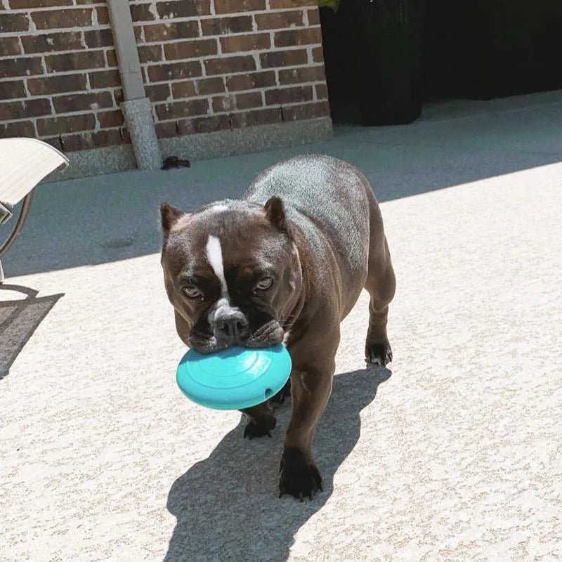 Interactive Squeaking Treat Dispensing Dog Disc
