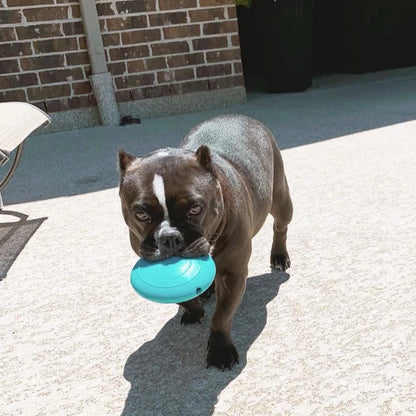 Interactive Squeaking Treat Dispensing Dog Disc