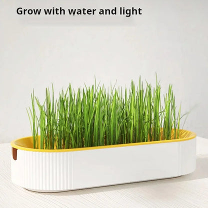 Hydroponic Cat Grass Growing Kit