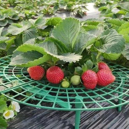 Strawberry Plant Support Frame with Fruit Protection Tray