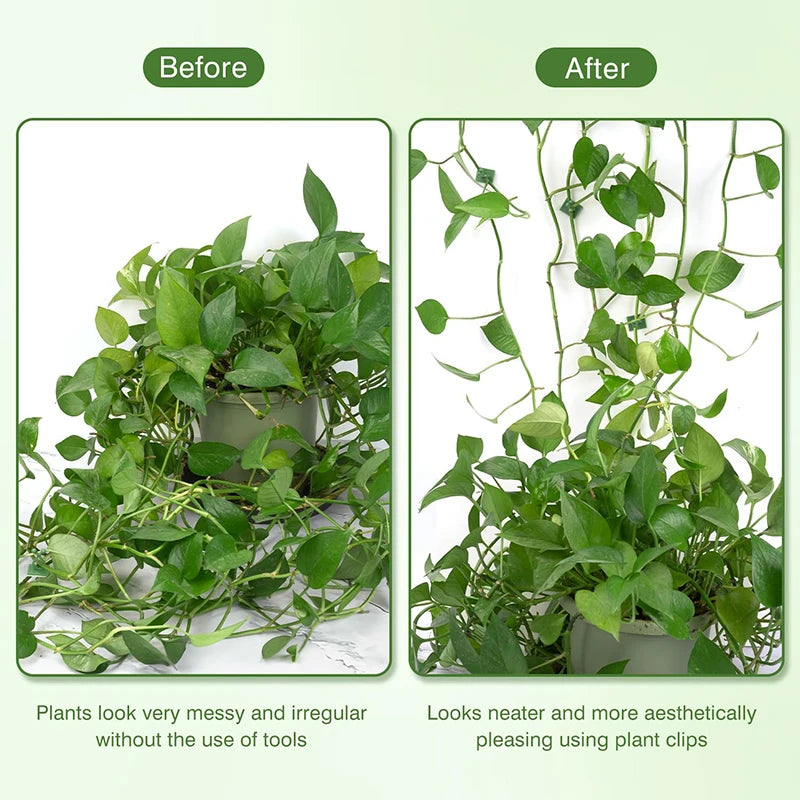 Self-Adhesive Plant Wall Clips for Climbing Vines