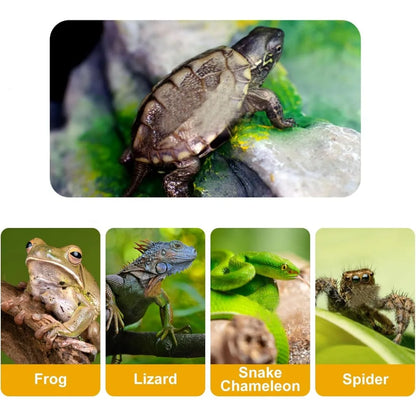 Reptile Bathing Pool with Ramp