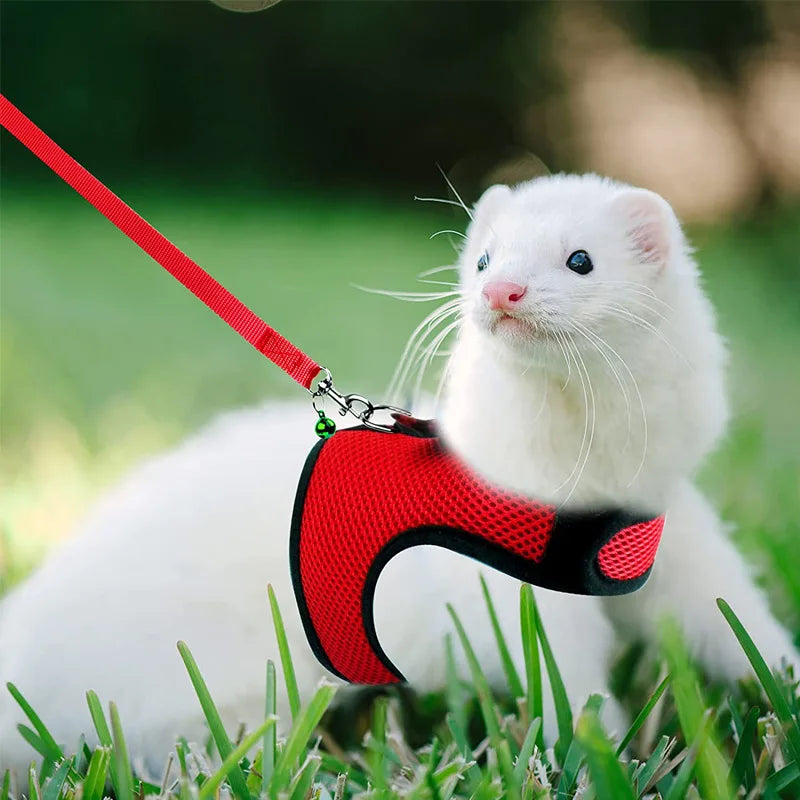 Breathable Small Pet Harness & Leash Set