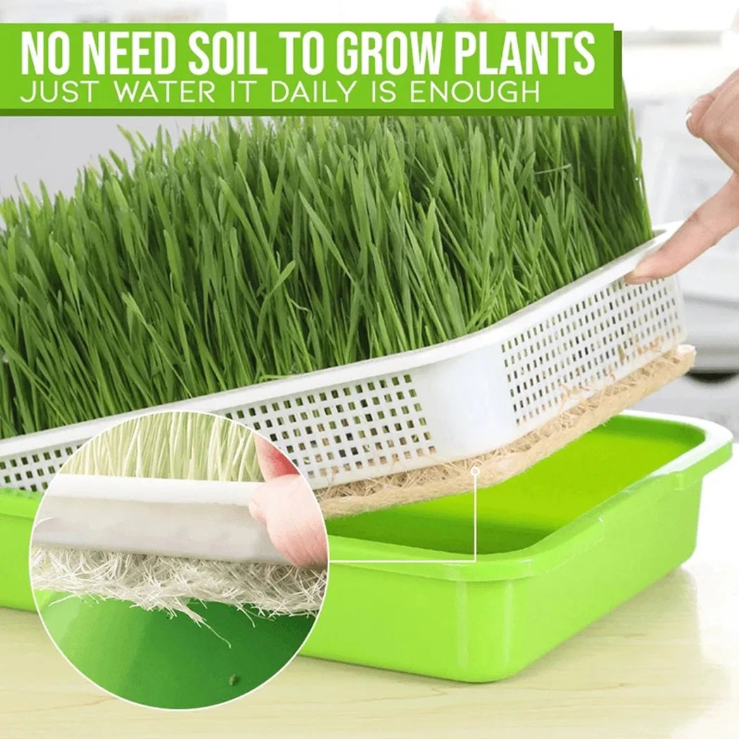 Microgreens Sprouting Tray