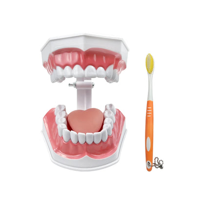 Practical Household Accessory – Dental Brushing Education