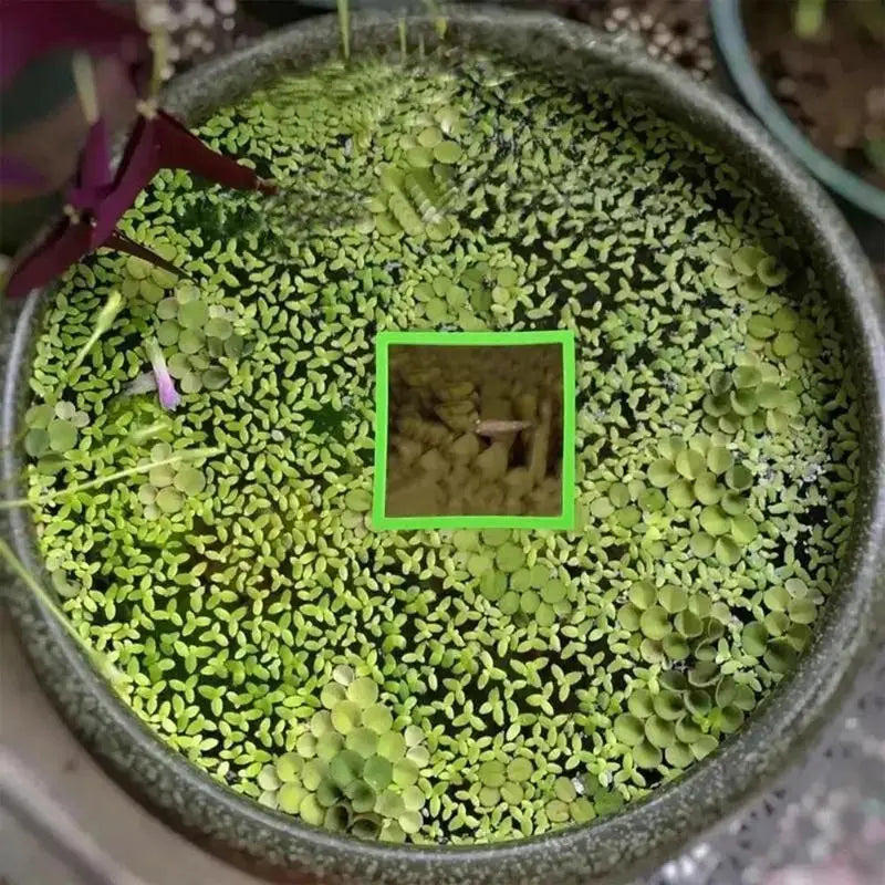 Aquarium Floating Plant & Feeding Ring Set