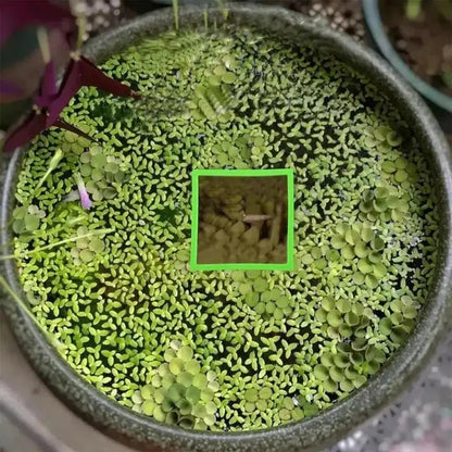 Aquarium Floating Plant & Feeding Ring Set