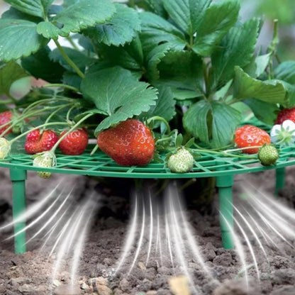 Strawberry Plant Support Frame with Fruit Protection Tray