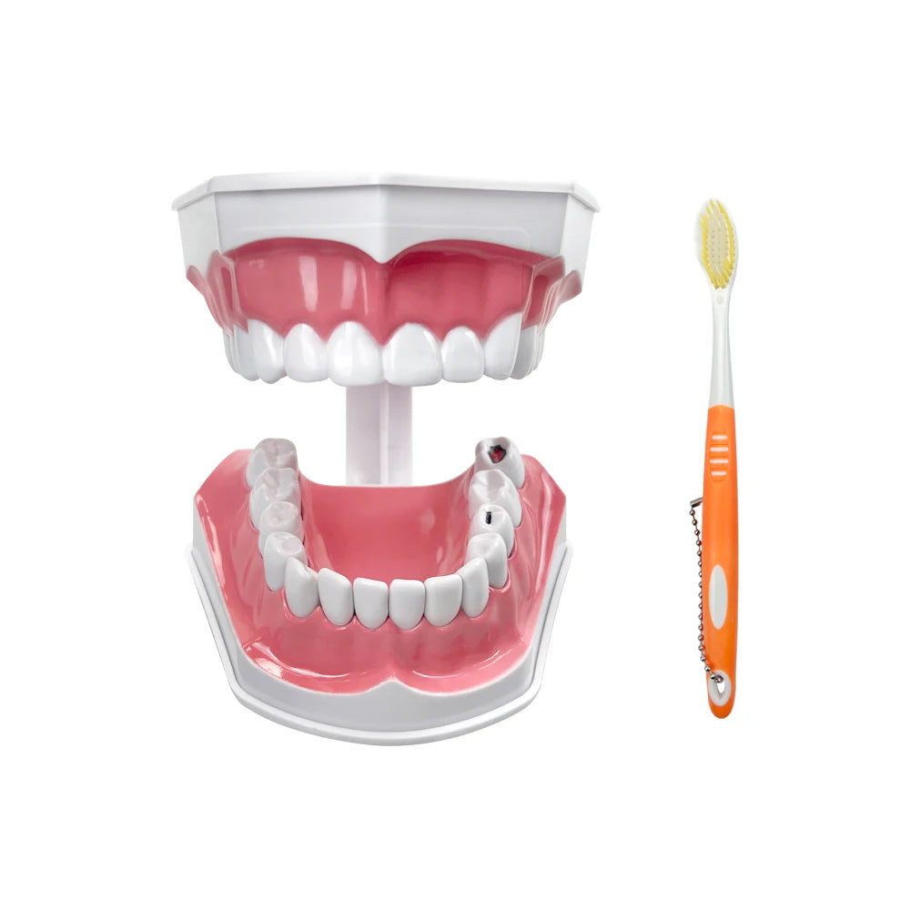 Practical Household Accessory – Dental Brushing Education