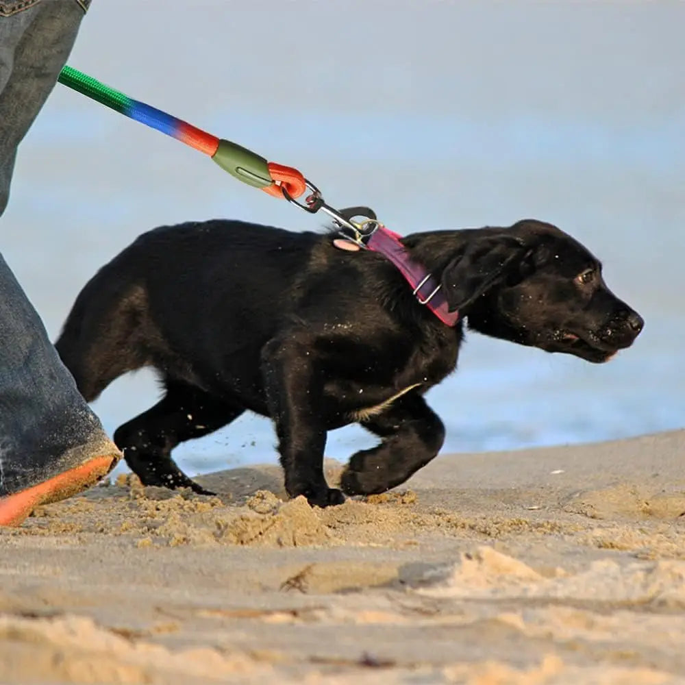 Reflective Hands-Free Dog Leash