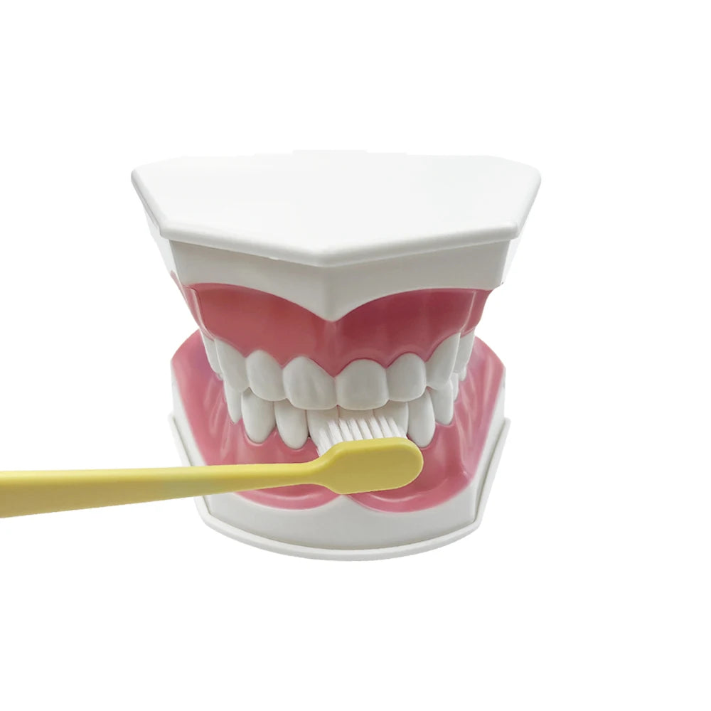 Practical Household Accessory – Dental Brushing Education